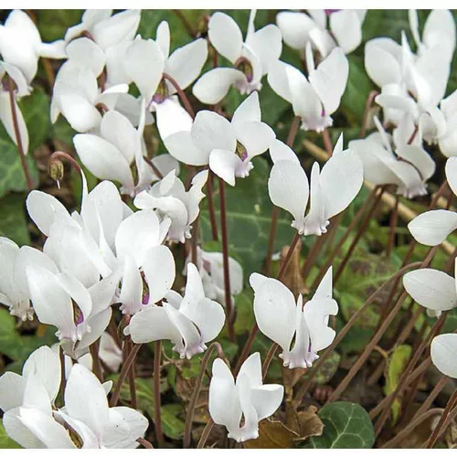 Confort au jardin:Cyclamen Hederifolim blanc - Le pot de 9 x 9 cm