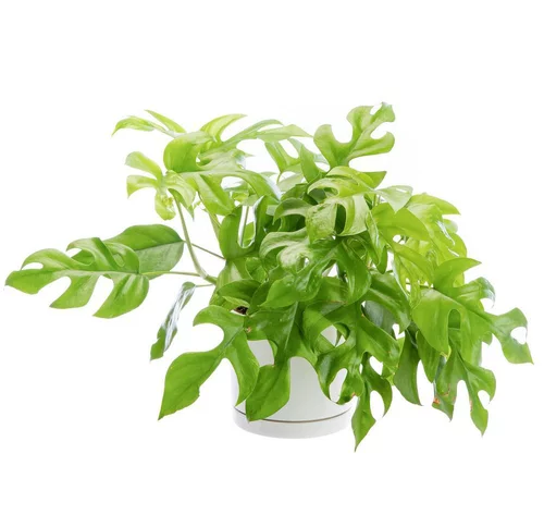 Espace vert malin：Philodendron minima vert en pot blanc émaillé botanic®. Le pot Ø 15 cm