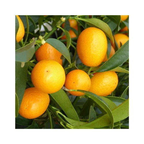 Espace vert moderne:Kumquat. Le pot de 7 litres