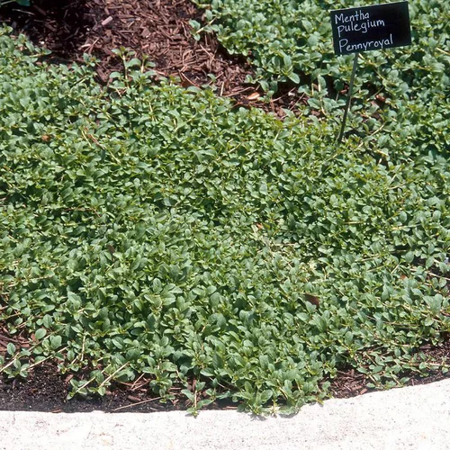 Pour mieux vivre dehors：Menthe Pouliot Bio. Le pot de 1 litre