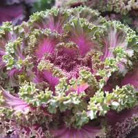 Loisirs extérieur:Chou décoratif - Le pack de 6 plants