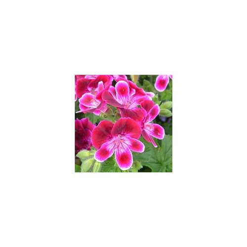 Maison et jardin:Géranium pensée à petites fleurs - La jardinière de 50 cm