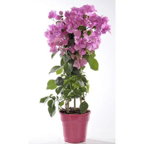 Pour votre espace vert:Bougainvillier ou Bougainvillée à fleurs roses en colonne - Le pot de 10 litres