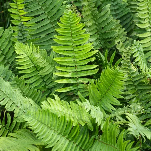 Choix jardin：Fougère Dryopteris cycadina - Le pot de 2 litres