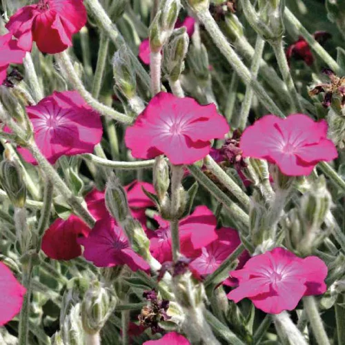 Pour compléter votre espace extérieur:Lychnis Carmin - Le pot de 9 x 9 cm