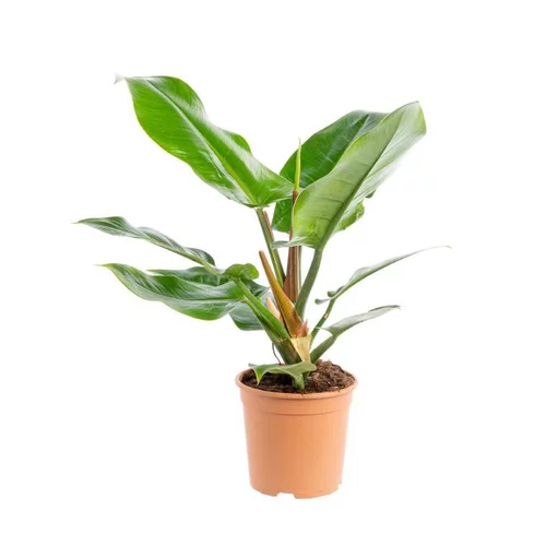 Jardin et équipement：Philodendron Imperial Green pot Ø24xH70 cm