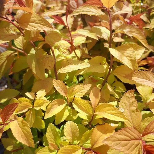 Une idée maline pour l’extérieur:Spirée Japonaise Goldflame. Le pot de 3 litres