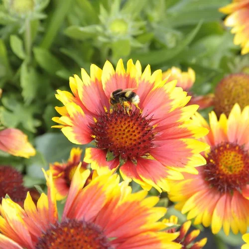 Jardin en extérieur:Gaillarde à fleurs multicolores - Le pot de 3 litres