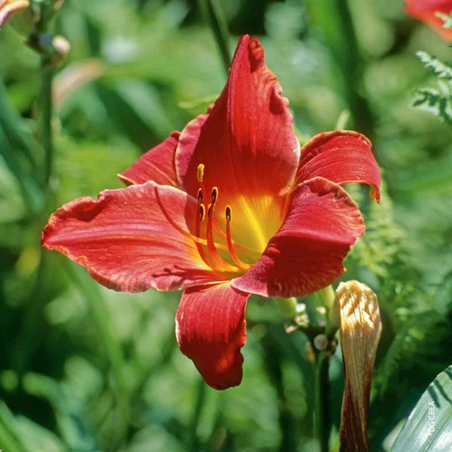 Facile jardin：Hémérocalle ou Lys d'un jour multicolore. Le pot de 2 litres