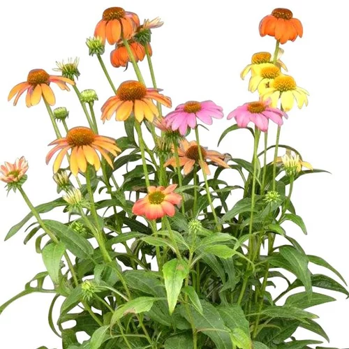 Essentiel pratique:Echinacea Sunseekers Yellow - Le pot de 4 litres