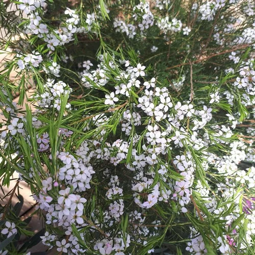 Côté jardin：Diosma Hirsuta Pink Fountain. Le pot de 7,5 litres