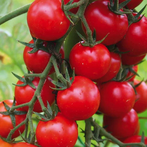 Jardin au naturel:Tomate Cerise Supersweet 100 F1 bio. Le pot de 9 x 9 cm