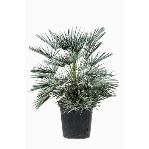 Le petit plus pour l’extérieur:Chamaerops Humilis Ceracifera en pot de 12 L bleu