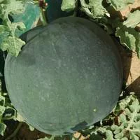 Jardin & nature:Pasteque Bio. Le pot de 10,5 cm
