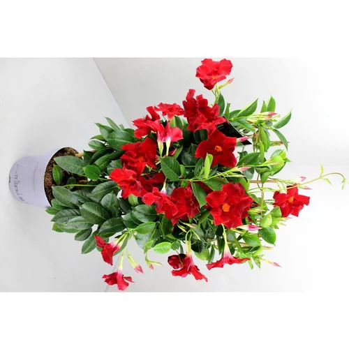 À découvrir pour l’extérieur：Dipladénia Fushion Osaka double Arceau - Le pot de 2,5 litres