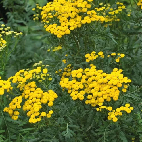 Côté extérieur：Repousse les insectes Bio - Le pot Biodégradable de 10.5 cm