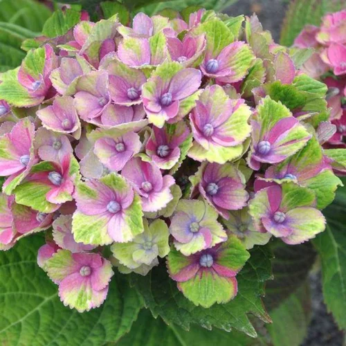 Idée pratique:Hydrangea Magical – Pot de 25L
