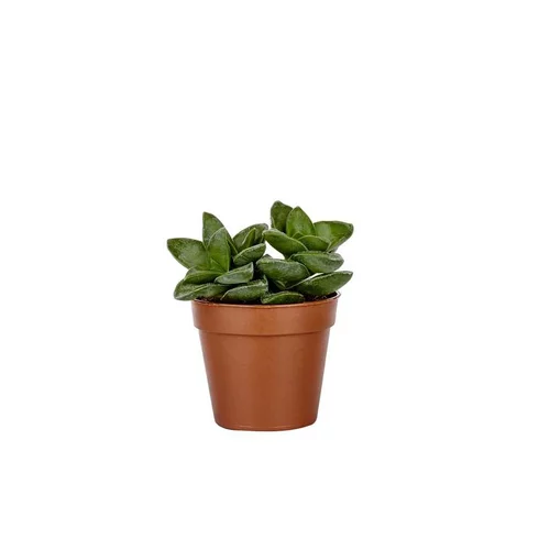 L’esprit jardin:Plante grasse variée au choix sans cache-pot Ø 9cm