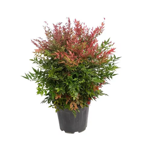 Confort nature:Nandina Domestica rouge 80/100 cm en pot de 20 L