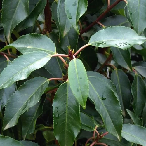 Pour valoriser vos extérieurs:Prunus Lusitanica Angustifolia 50/60 cm en pot de 5 L