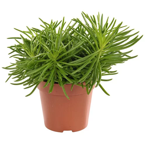 Espace vert essentiel：Senecio