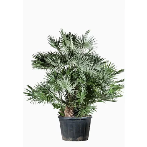 Pour organiser le jardin:Chamaerops Humilis en pot de 350 L vert