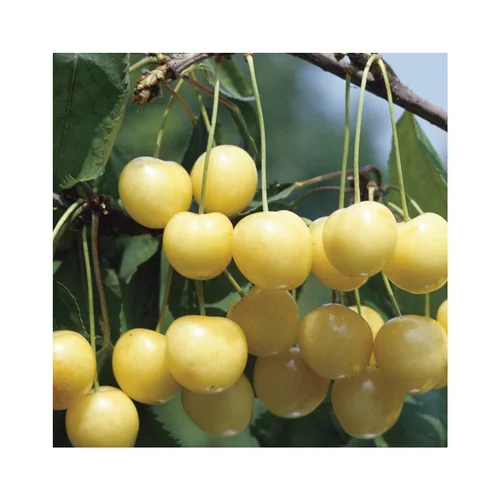 Votre jardin:Cerisier Big. Starck Gold. Le pot de 12 litres, forme gobelet
