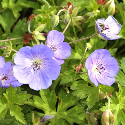 Extérieur plaisir：Géranium vivace rozanne gerwat bleu en pot de 2 L