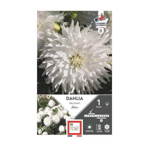 Jardin chez vous:Dahlia décoratif Albion blanc Ernest Turc - 1 bulbe