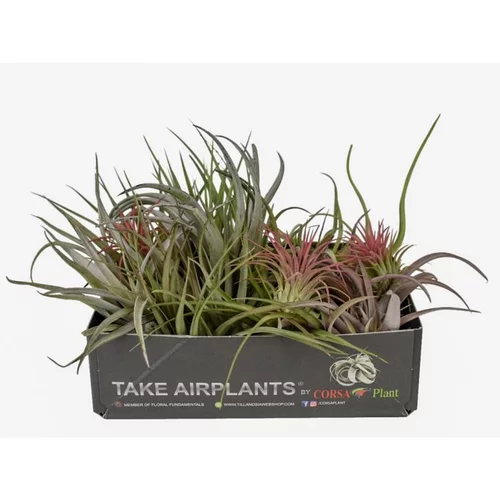 Jardin & déco:Tillandsia mix vert 7 cm
