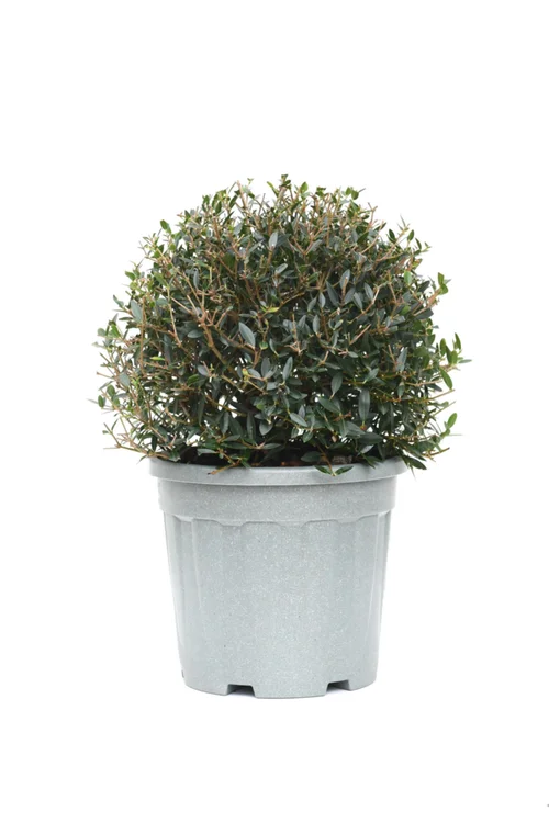 Idée jardin：Phillyrea Angustifolia (Filaire à feuilles étroites) forme boule en pot de 15 litres