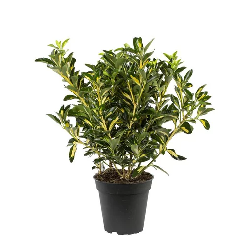 Pour les espaces verts:Euonymus Jap.Luna - Le pot de 1 litre