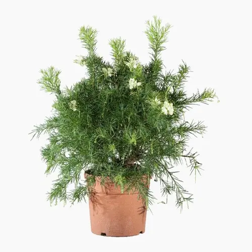 Tendance jardin:Grevillea Gracilis Alba blanc. Le pot de 3 litres
