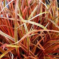 Jardin & solutions:Uncinia Rubra - Le pot de 2,5 litres