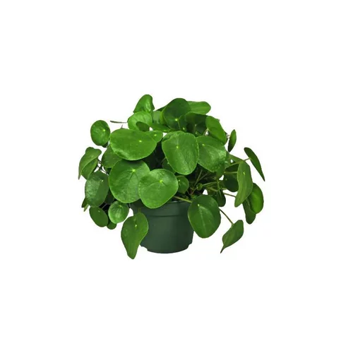 Un choix pratique pour l’extérieur:Pilea Peperomoides 35 cm. Le pot Ø 17 cm