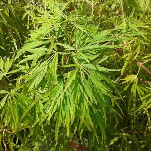 Jardin en douceur:Érable du Japon Dissectum Viridis vert. Le pot de 110 litres, forme tige
