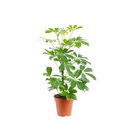 Pour plus de praticité à l’extérieur:Schefflera Arboricola Nora pot Ø13xH60 cm