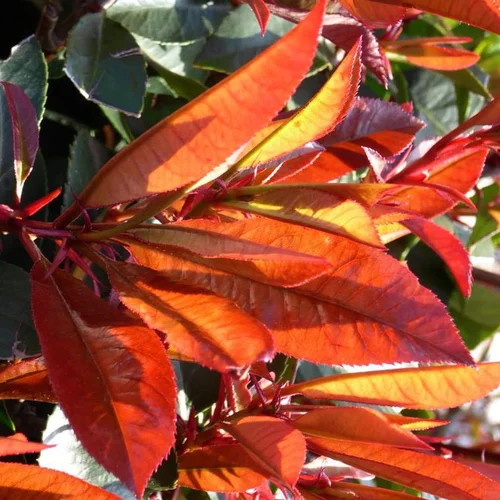 Extérieur utile：Photinia Fraseri Red Robin® 80/100 en pot de 15 L rouge