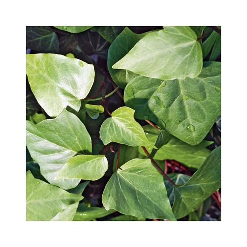 Pour profiter pleinement du jardin:Lierre CANARIENSIS. Le pot de 3 litres