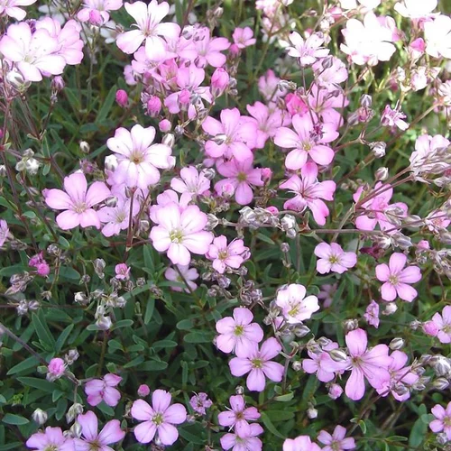 Extérieur moderne:Gypsophile voile de Mariée - Le pot de 1 litre