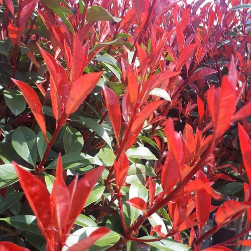 Qualité au jardin:Photinia Carré Rouge. Le pot de 10 litres