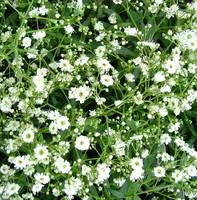 Pour vivre le jardin autrement:Gypsophile voile de Mariée - Le pot de 5 litres