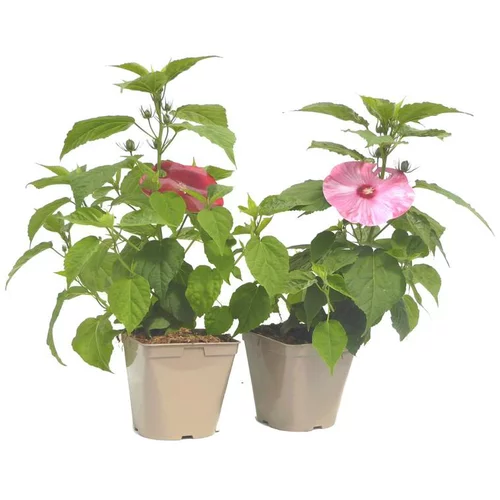 Une touche extérieure：Hibiscus Moscheutos multicolore. Le pot de 3 litres
