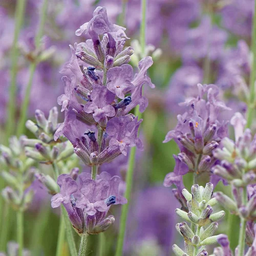 Accessoire pour le jardin：Lavande vraie Aromatico à fleurs bleues - Le pot Ø 17 cm