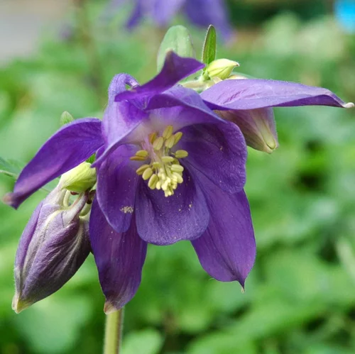Jardin facile：Ancolie coloris variés. Le pot de 10,5 cm