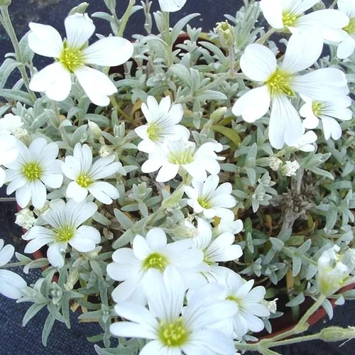 Moderne jardin:Céraiste tomenteux (Oreille de souris ou Corbeille d'Argent de Crimée) à fleurs blanches - La barquette de 6 plants