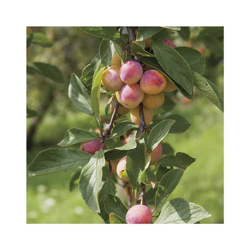 Tendance au jardin:Pommier Belle De Boskoop. Le pot de 20 litres, forme palmette U double