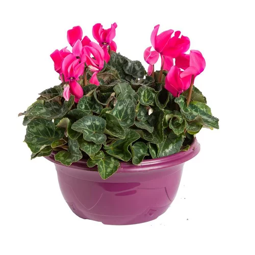 Jardin pour tous：Mini Cyclamen. La coupe de 23/25 cm