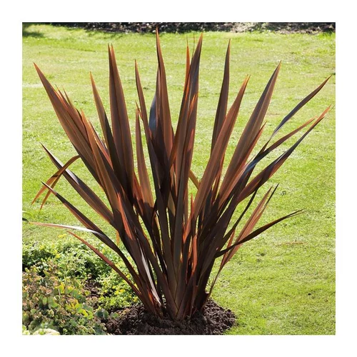 Pour vos moments au jardin：Phormium Tenax Atropurpureum - pot 4 L