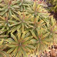 Style nature：Euphorbia Ascot Rainbow - Le pot de 3 litres